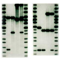 Van Ree Personal DNA Watch With YOUR Genetic Code Watch Releases 